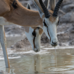 De naturalistische dwaling