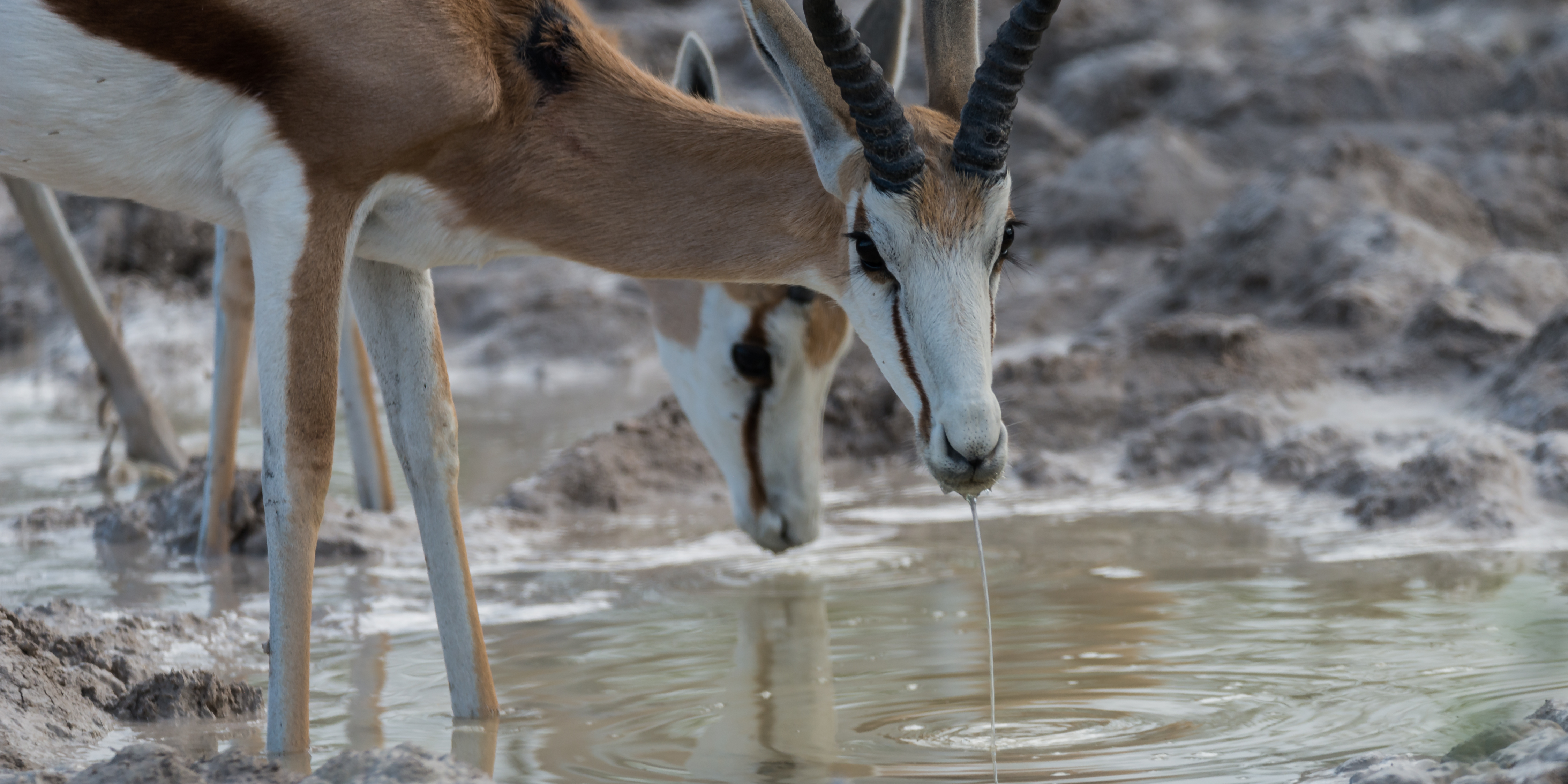 Impala's drinken aan een plas in Namibie (Foto Jozef Van Giel)